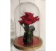 Rosa eterna en Cúpula