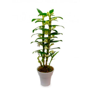 Dendrobium