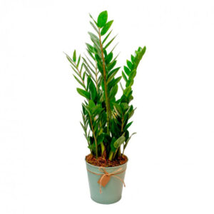 Zamioculcas