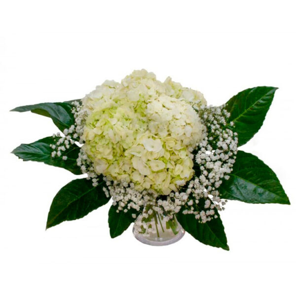 Blanca - Imagen 2