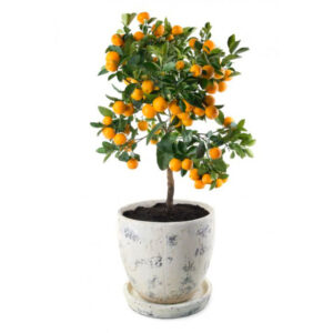 Calamondin o limequat
