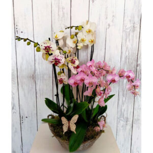 Cesta de orquídeas