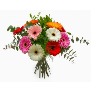 Gerbera