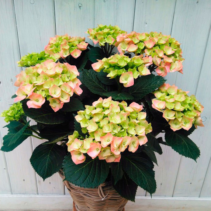 Hortensia con cesta