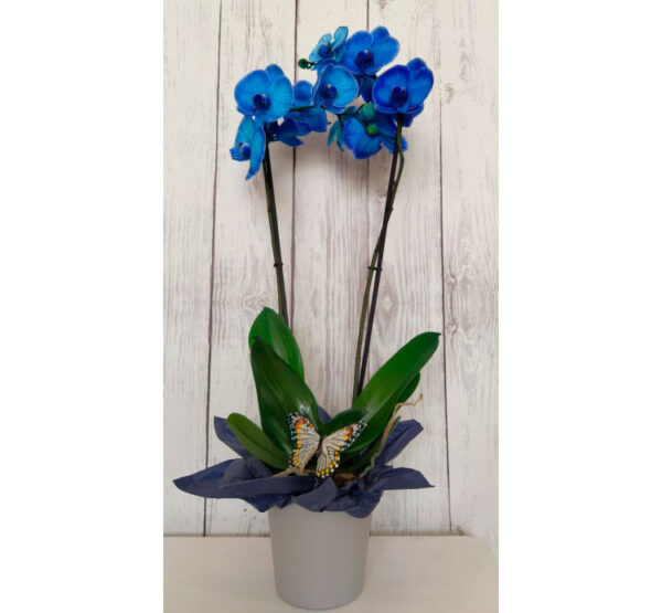 Orquídea - Imagen 2