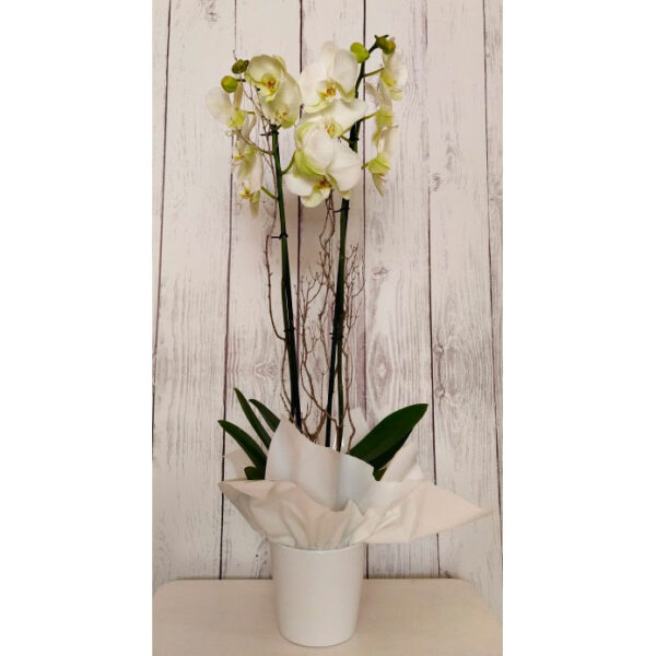 Orquídea - Imagen 3