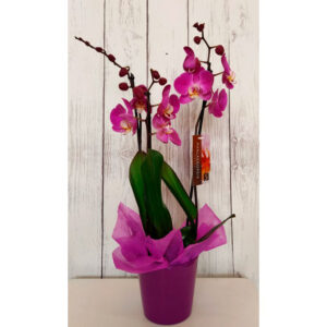 Orquídea