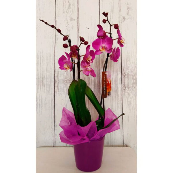 Orquídea