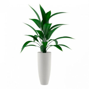 Planta verde