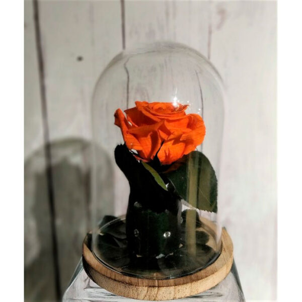 Rosa eterna en Cúpula - Imagen 2
