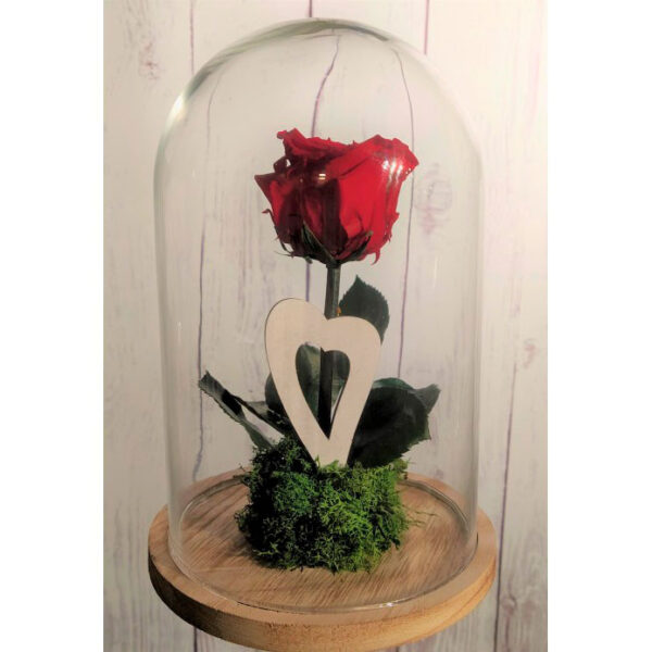 Rosa eterna en Cúpula