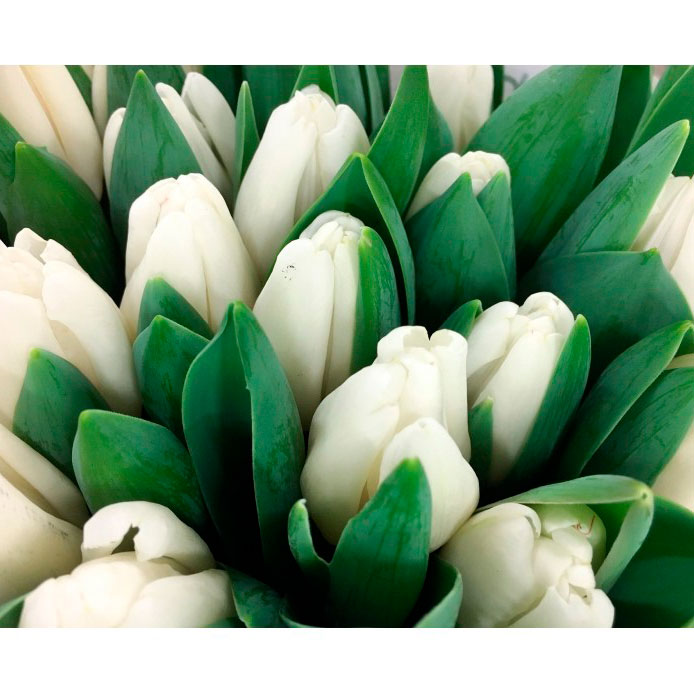 Tulipanes - Imagen 3