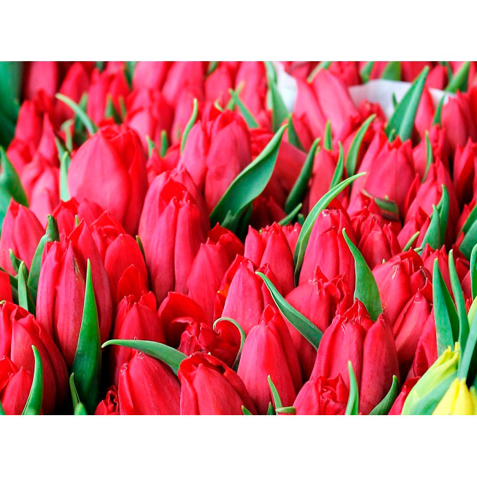 Tulipanes - Imagen 4