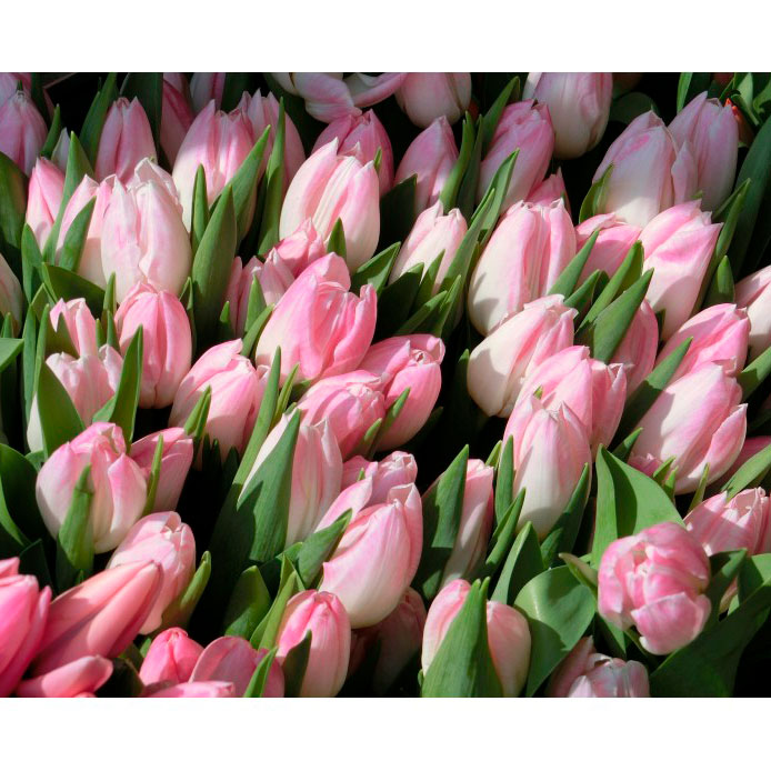 Tulipanes - Imagen 2